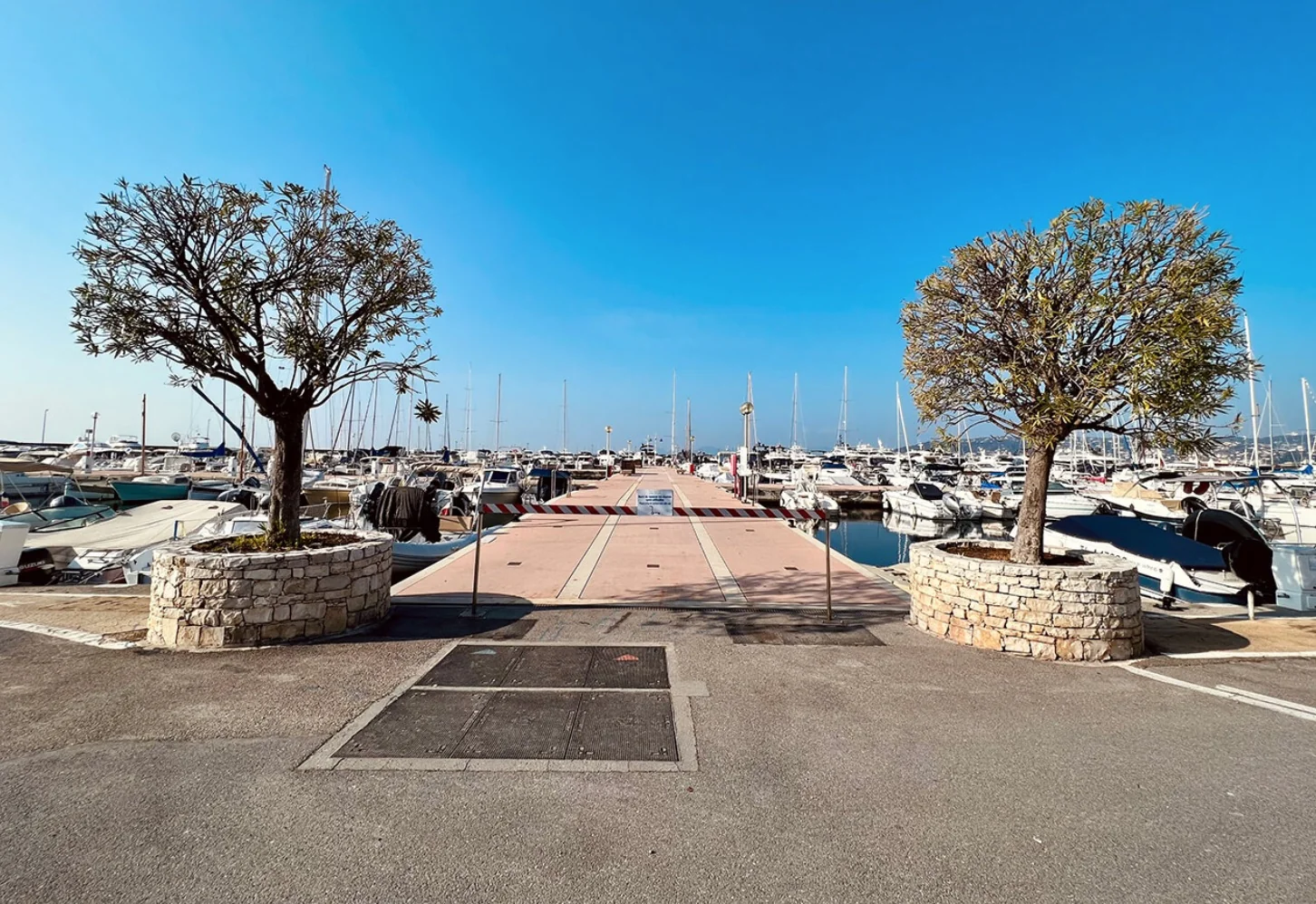 View of a marina with numerous boats docked, flanked by two trees in stone planters under a clear blue sky.