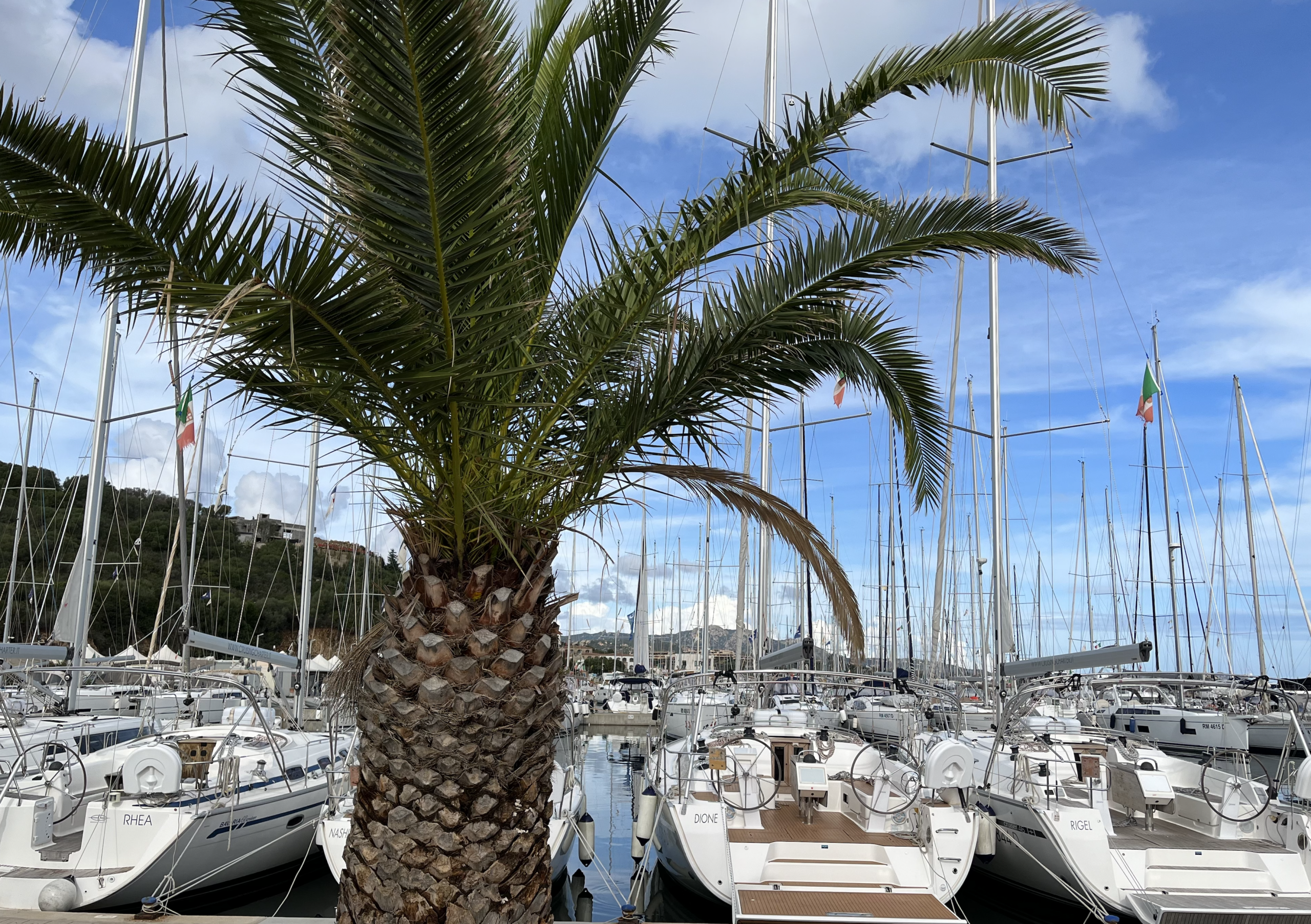 A palm tree in front of a marina filled with white sailboats under a blue sky.